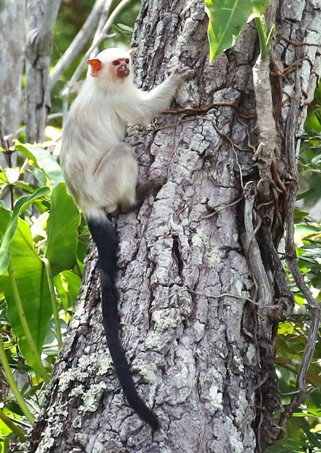 Mico argentatus