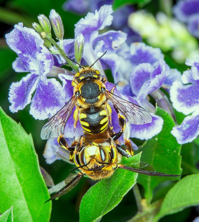 As soon as it sees a female, the male jumps on her vigorously. Mating lasts just a few seconds; then the couple quickly separates. The fecundated female continues collecting as nothing had happened. It does not waste time and energy rejecting other males. The multiple couplings increase, with different genes, the fecundated eggs