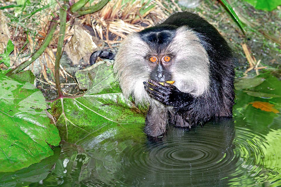 Macaca silenus