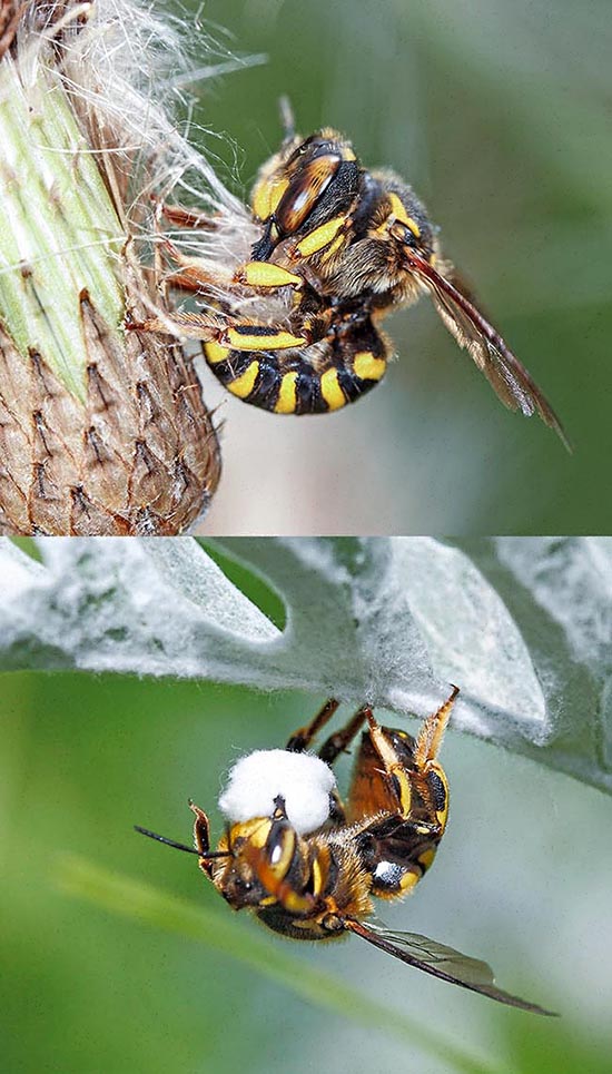 Female collecting flowers and leaves down. It's wrapped in a ball and carried to the nest placed in small hollows. It will contain only one egg, put on layer of nectar and pollen, at times called "bee bread". The female can fabricate about ten small cells during her short life 