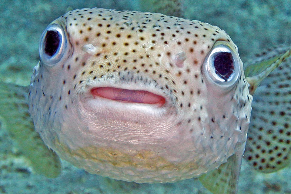 Les œufs sont confiés aux courants. Ils éclosent 5 jours après dans des eaux éloignées. Les larves aussi sont planctoniques. C'est ainsi qu'il a colonisé peu à peu le monde entier © Kevin Bryant