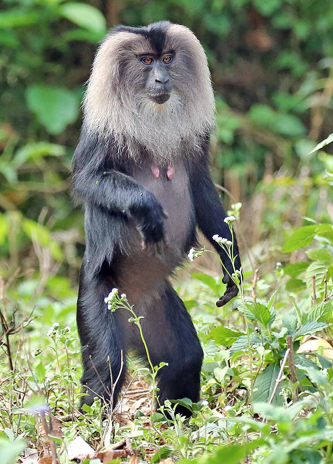 Macaca silenus