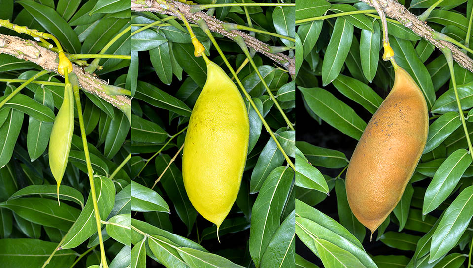 Castanospermum australe