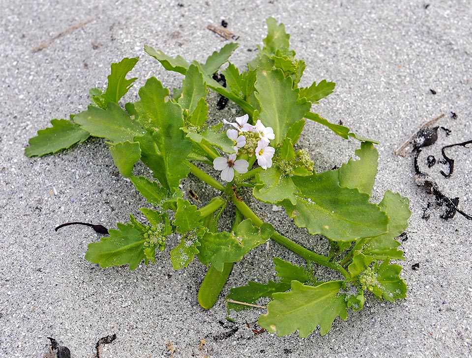 Cakile maritima subsp. islandica, nota come Razzo di mare artico, è una sottospecie endemica dell’Islanda, delle Isole Faroe, della Scandinavia e Russia nordoccidentale 