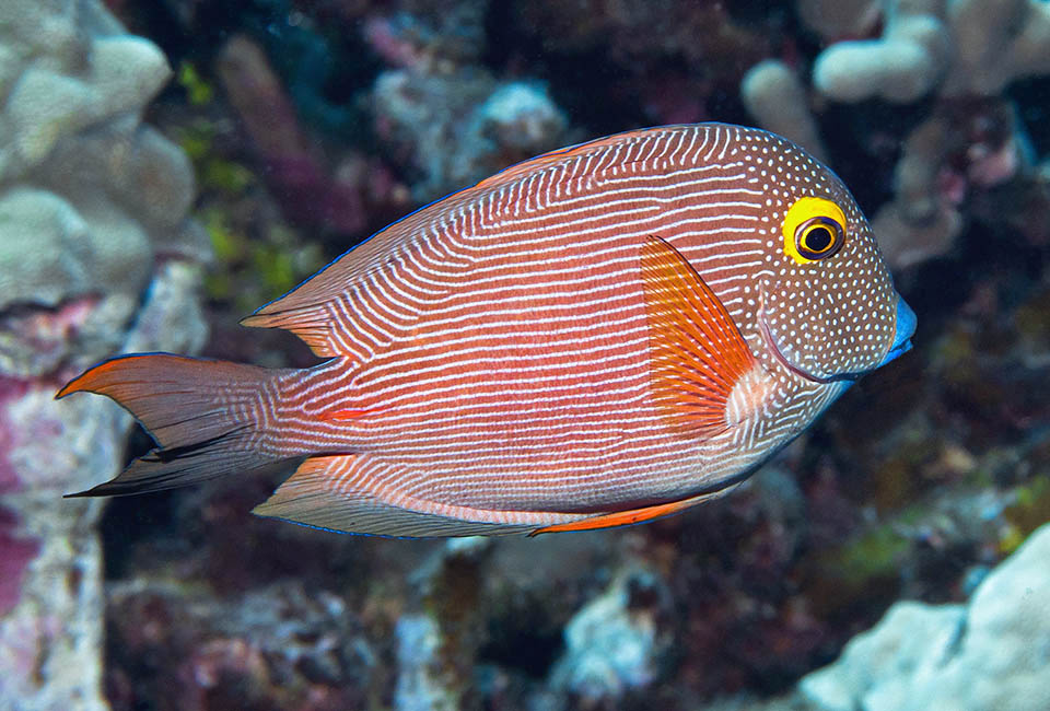 Ctenochaetus strigosus, Acanthuridae, Cirujano anillo dorado Hawái