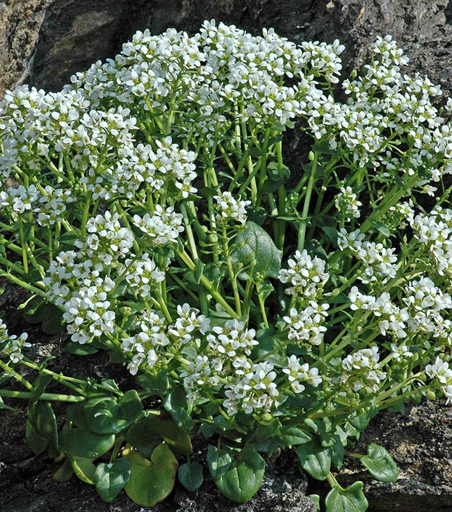 Alta fino a 50 cm, con un fusto angoloso ramificato e foglie basali a forma di cucchiaio, Cochlearia officinalis cresce sulle scogliere marine, nelle fessure delle pareti costiere, nelle spiagge di ghiaia e paludi salmastre, tollerando temperature molto basse.