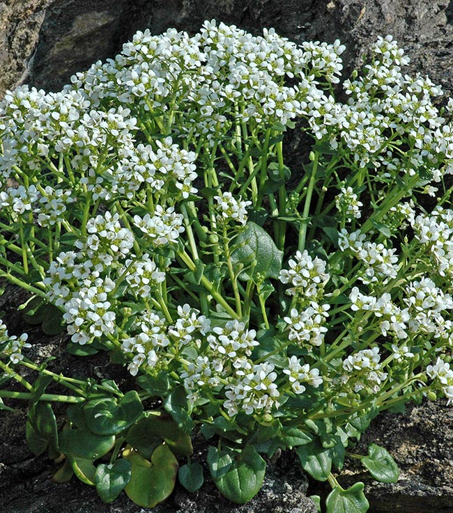 Cochlearia officinalis Monaco Nature Encyclopedia