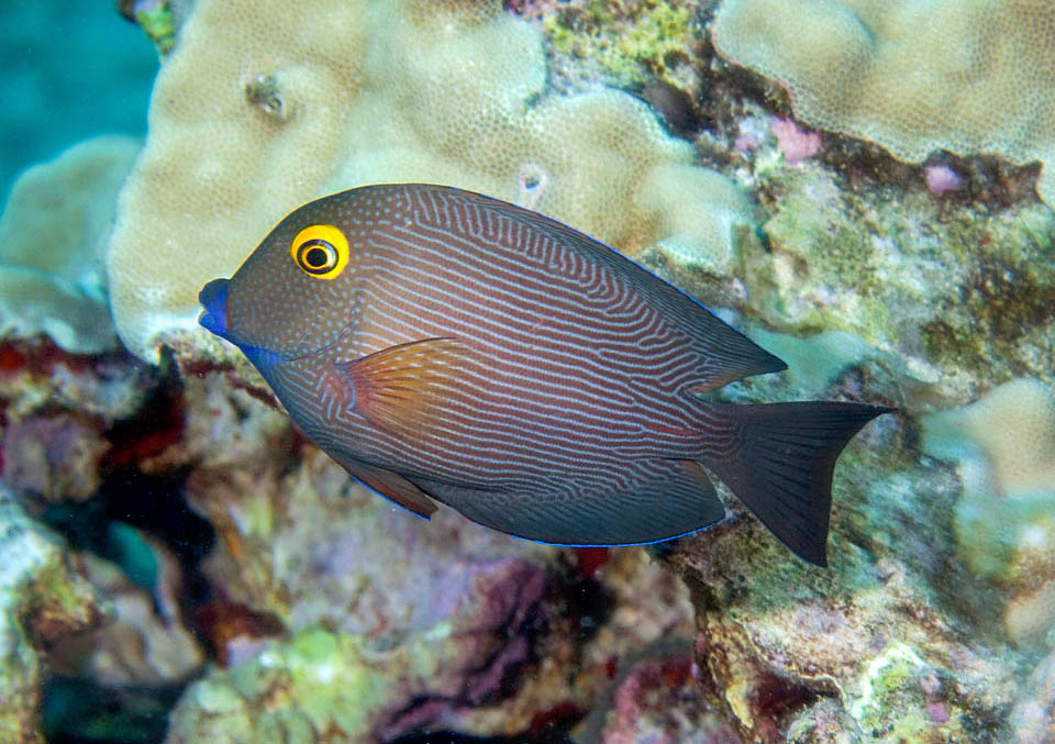 Ctenochaetus strigosus, Acanthuridae, Cirujano anillo dorado Hawái