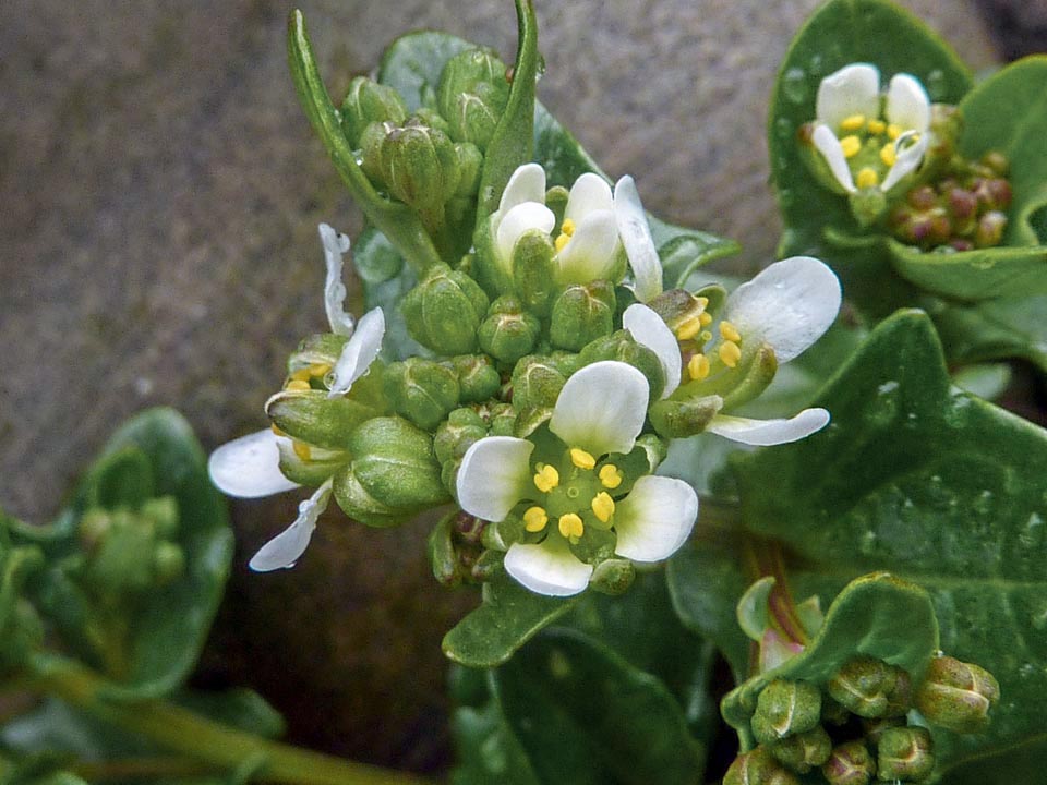 Commestibile e ricca di vitamina C, Cochlearia officinalis fu utilizzata nel XVI secolo per la sua proprietà antiscorbutica che permetteva lunghi viaggi in mare. L’olio essenziale di cui sono molto ricche le radici, ha proprietà disinfettanti, digestive, toniche, diuretiche ed eupeptiche. I fiori, molto profumati, sbocciano in genere fra aprile e giugno.