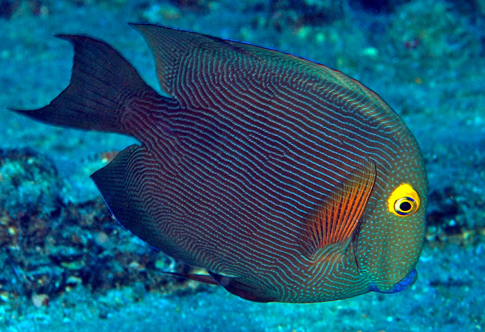 Ctenochaetus strigosus, Acanthuridae, Cirujano anillo dorado Hawái