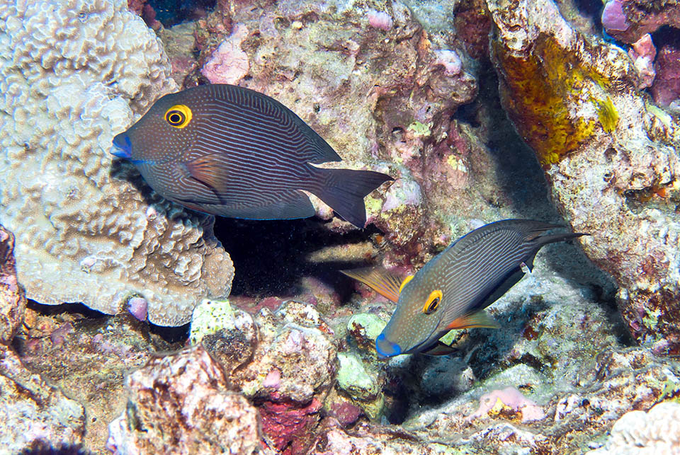 Ctenochaetus strigosus, Acanthuridae, Cirujano anillo dorado Hawái