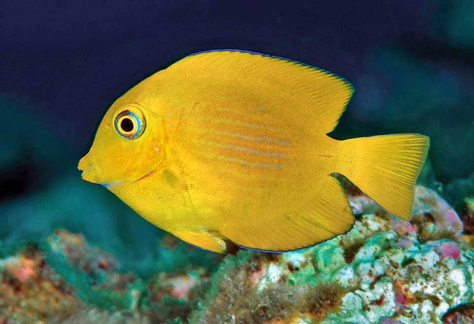 Ctenochaetus strigosus, Acanthuridae, Cirujano anillo dorado Hawái