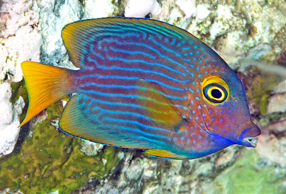 Ctenochaetus strigosus, Acanthuridae, Cirujano anillo dorado Hawái