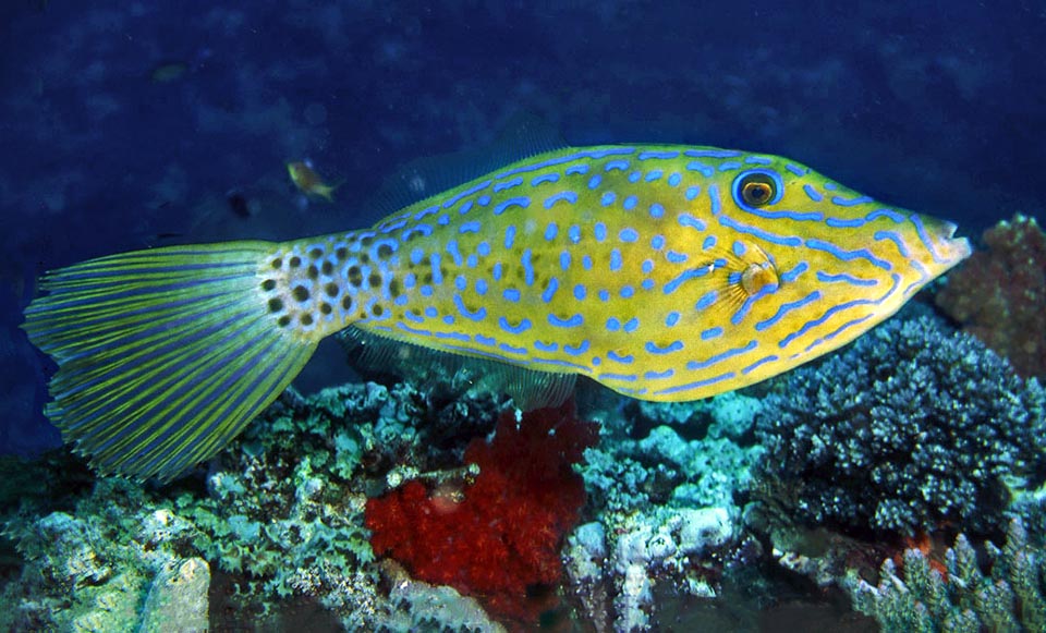 Raro pero presente en las aguas cálidas de los océanos, Aluterus scriptus es inconfundible, debido a los patrones de escritura de su librea y su gran cola en forma de escoba.