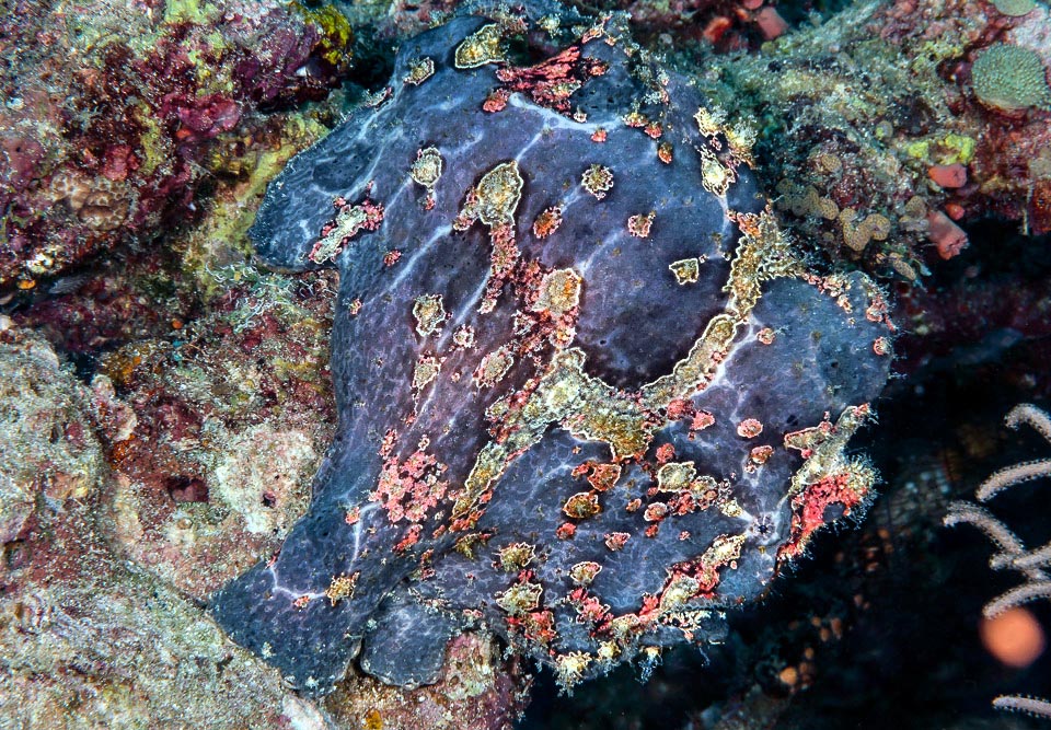 Where are eyes and mouth? Antennarius commerson is a real master of camouflaging. If you don't see them, look carefully below, on the right.