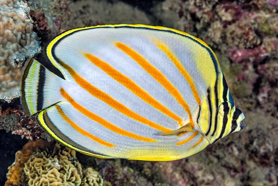 Noto come Pesce farfalla ornato, Chaetodon ornatissimus ha una vastissima diffusione nell’Indo-Pacifico tropicale 