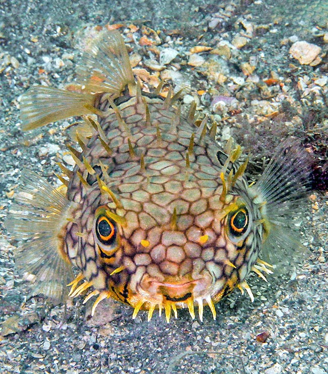 Present in East Florida and in the Bahamas, the Web burrfish reaches Venezuela and northern Brazil 