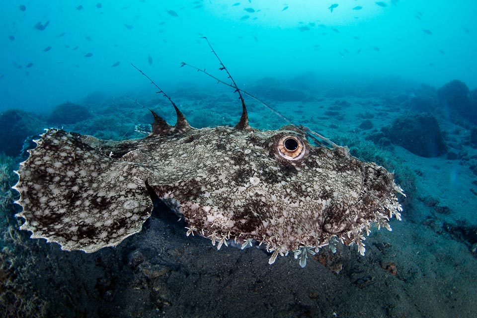 The monkfish catches fish on the seabed with a fishing line