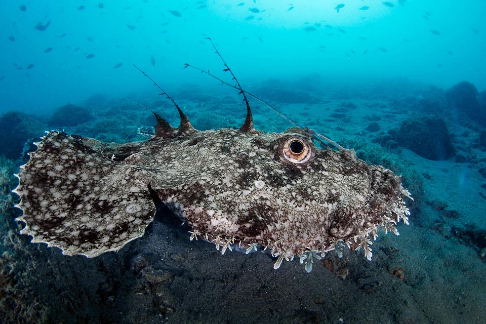 La rana pescatrice pesca pesci sui fondali con una lenza