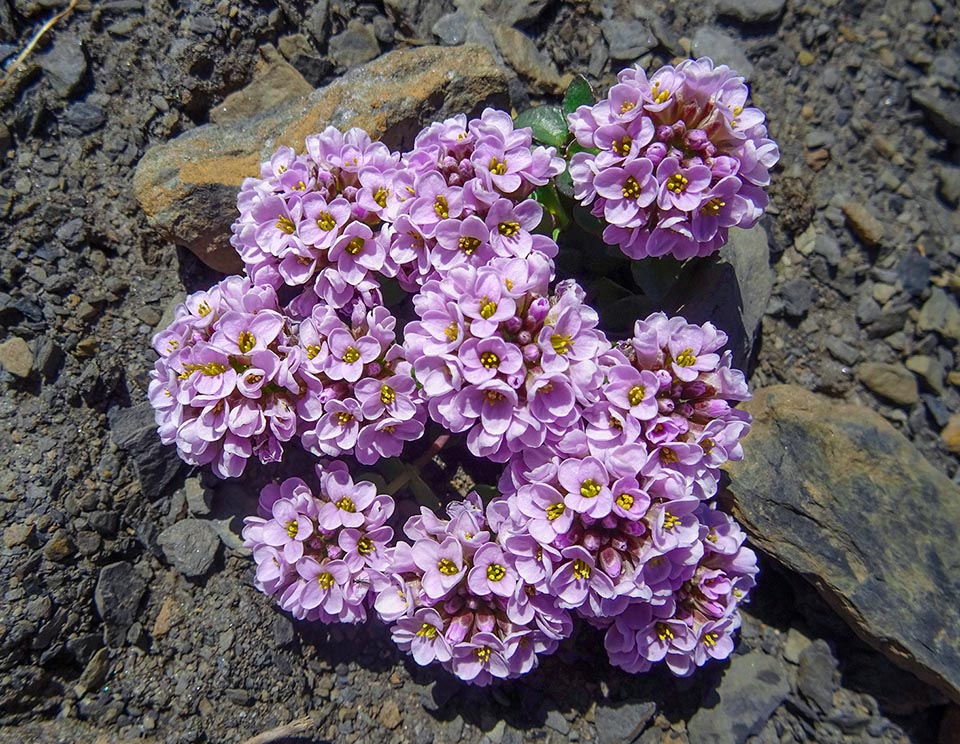 Noccaea rotundifolia