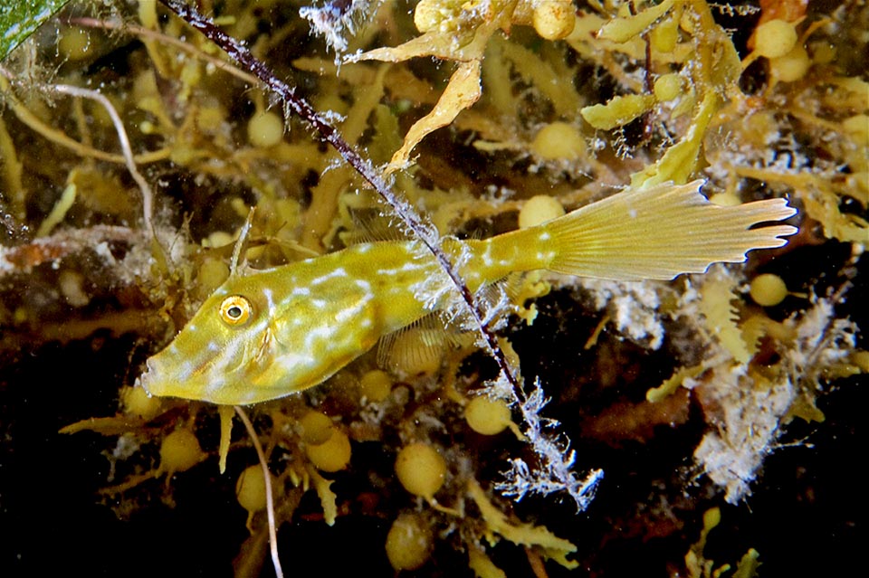 Los huevos son fertilizados principalmente en nidos excavados en el fondo del mar, vigilados por la hembra, a veces con la ayuda del macho. Las larvas pelágicas crecen alimentándose de plancton, al abrigo de restos de naufragios flotantes o, a menudo, como en este caso, bajo un sargazo u otras algas arrastradas por las corrientes. Esto explica la amplia difusión de la especie. Los jóvenes, similares a los adultos, son amarillos y adquieren un punteado negro a medida que crecen.