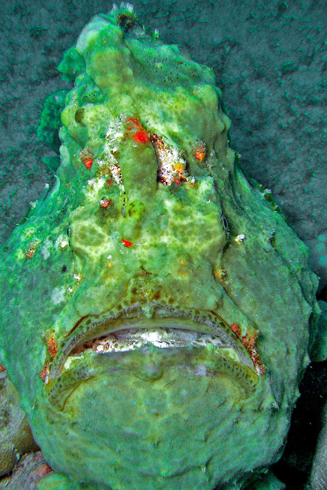 The big mouth of Antennarius commerson, looking up, is armed by several villiform teeth, thin and grouped like a brush. There is no sexual dimorphism. The females are noted only during the reproductive time, because of the abdomen full of eggs. They are thousands, united in floating gelatinous cords, fecundated while female emits them, in many times, with strong jolts.