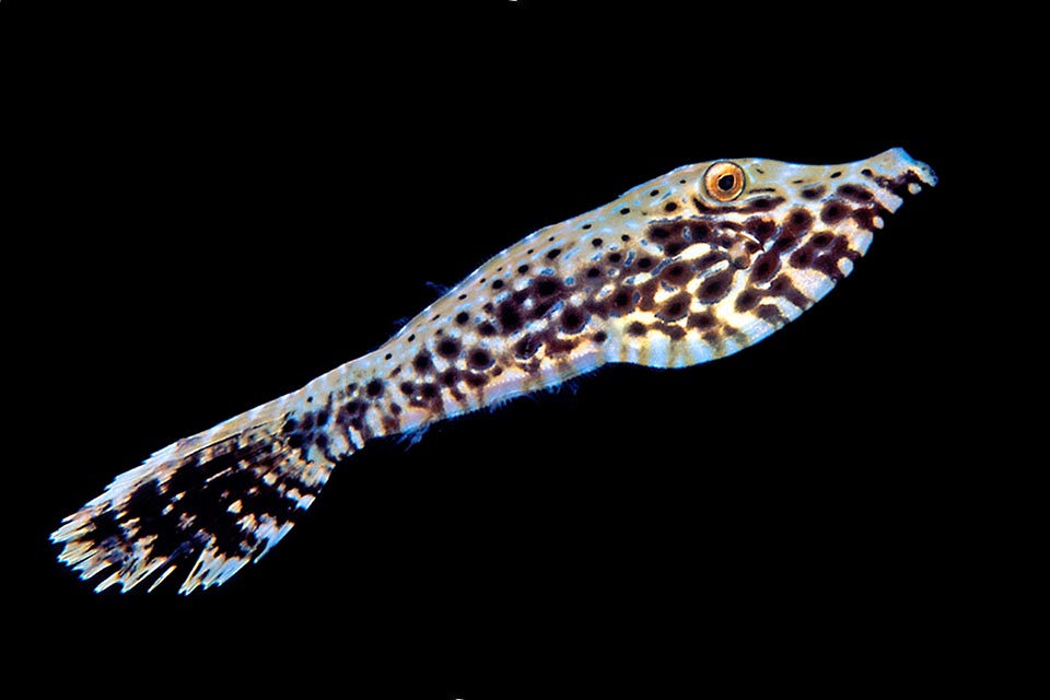 Un juvenil de unos 7 cm de largo. Poco a poco empezamos a distinguir los patrones azules típicos de la especie.