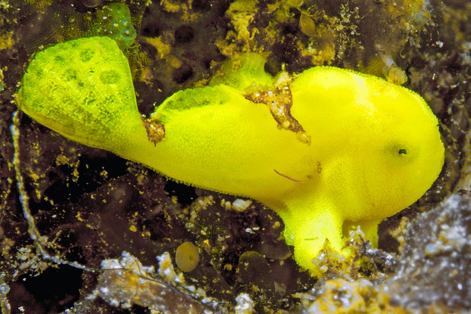 The larvae of Antennarius commerson are planktonic and after the metamorphosis the young’s livery, more or less spotted, is usually yellow. Frequent in tropical Indo-Pacific, the Giant frogfish is a lessepsian species, which arrived in the Mediterranean like many other species through the Suez Canal. It is not fished for aquaria and has a very low vulnerability index.