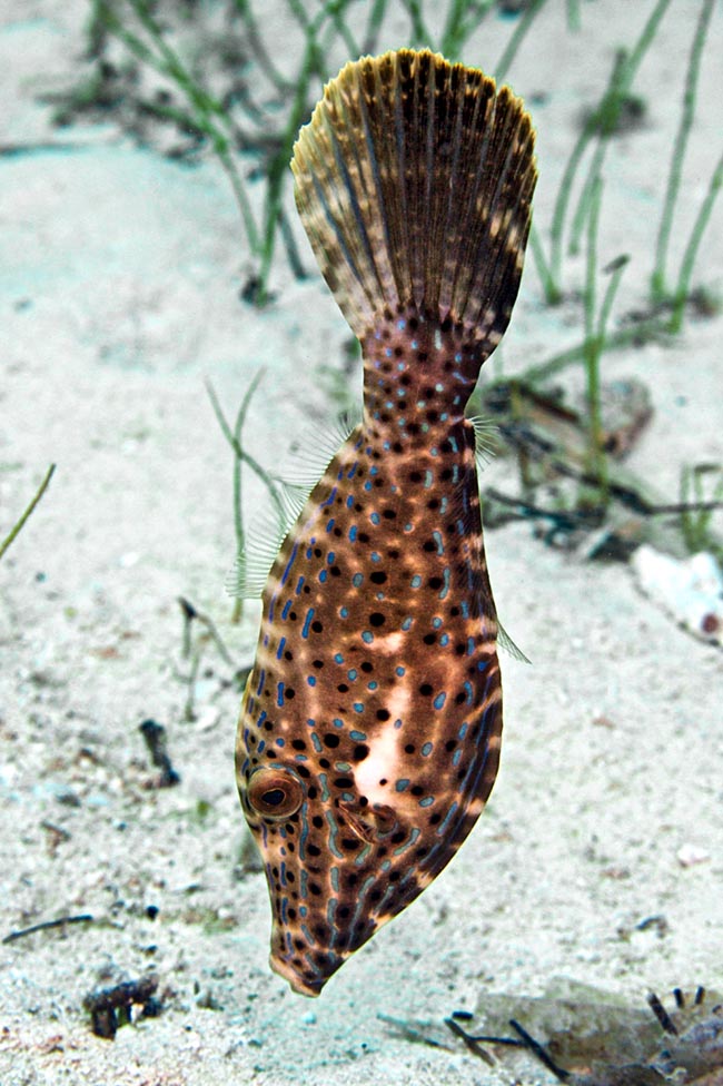 Un spécimen plus grand. Les juvéniles de Aluterus scriptus qui ont rejoint les fonds se déplacent souvent en position verticale, la tête en bas, pour se confondre avec les débris végétaux partis à la dérive du fait du mouvement des vagues.