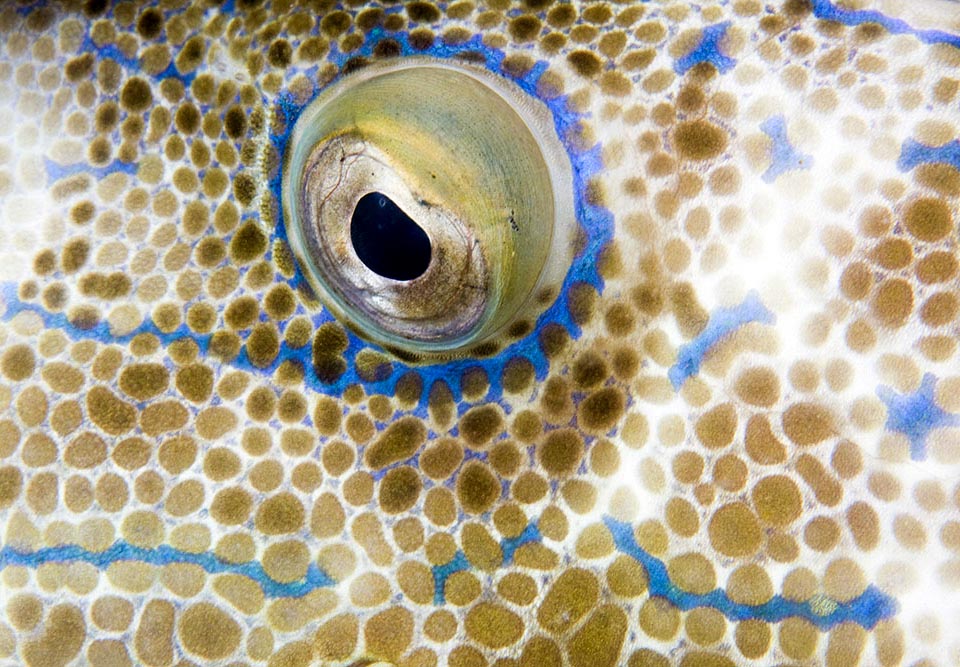 Detalle del ojo de Aluterus scriptus y la piel colorida sin escamas, cubierta por placas óseas con diminutas espínulas típicas del pez lima, que alguna vez se usaron para alisar los artefactos.