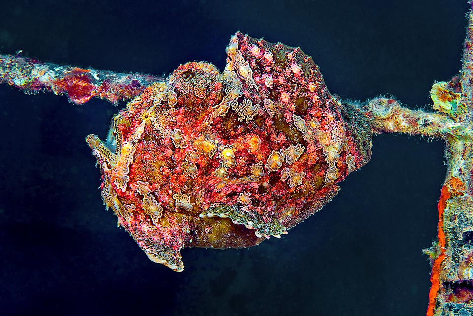 Here Antennarius commerson is perched on the rope of an old sunken vessel. The mouth, half-open, is on the left.