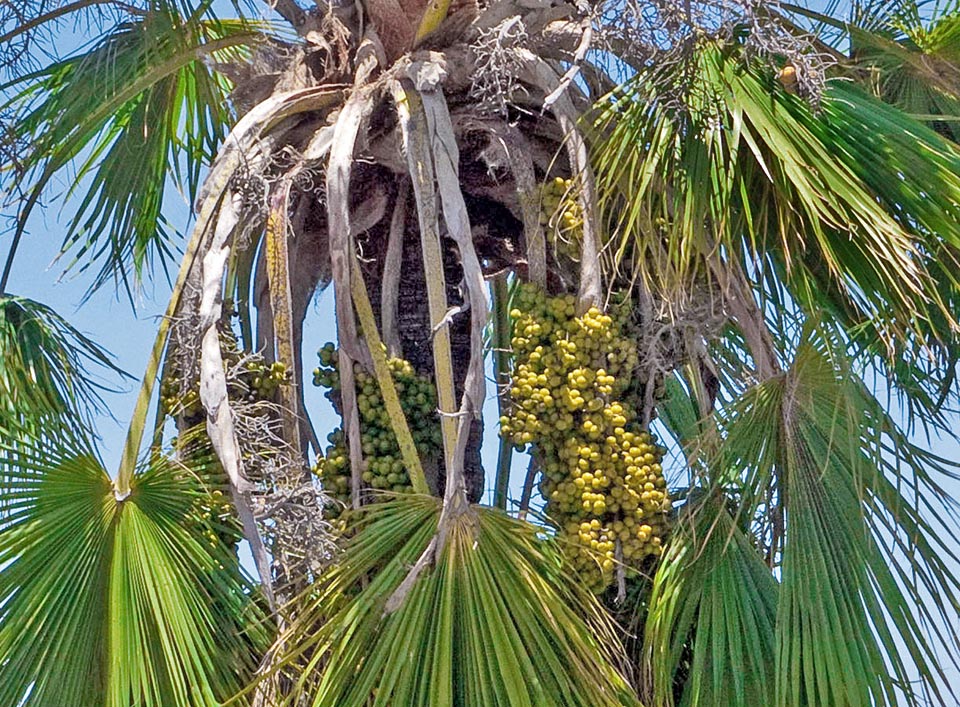 Brahea edulis