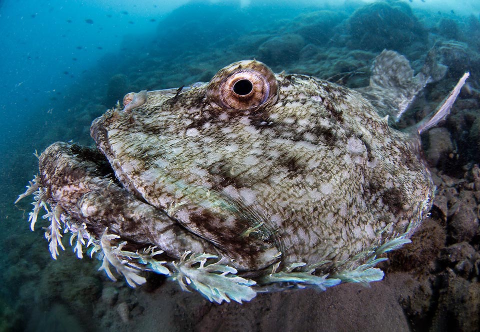 Lophius piscatorius, Rana pescatrice