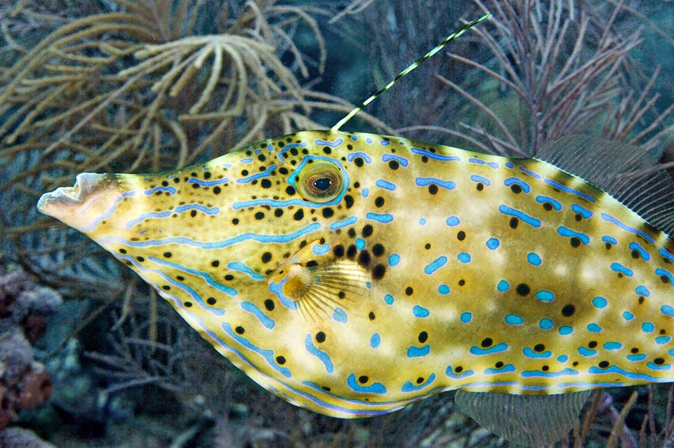 Like in triggerfishes, the first dorsal fin of Aluterus scriptus has one spiny ray that can be blocked vertically to hurt, like a stylus, the stomach of the predators.