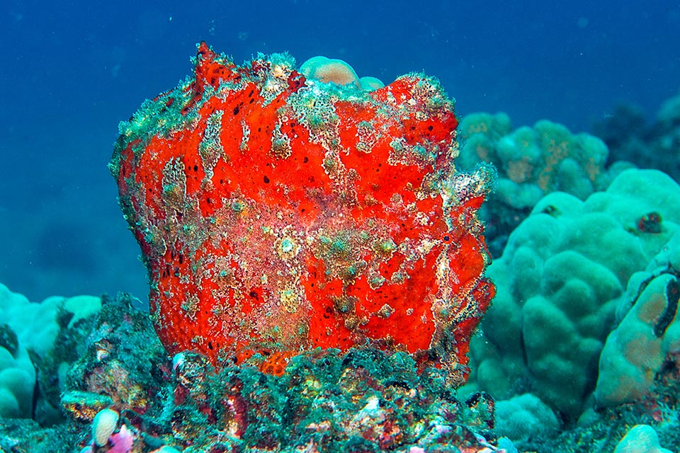 Éste Antennarius commerson parece una esponja, pero no deja de ser un pez sapo gigante camuflado que espera tranquilamente a su presa.