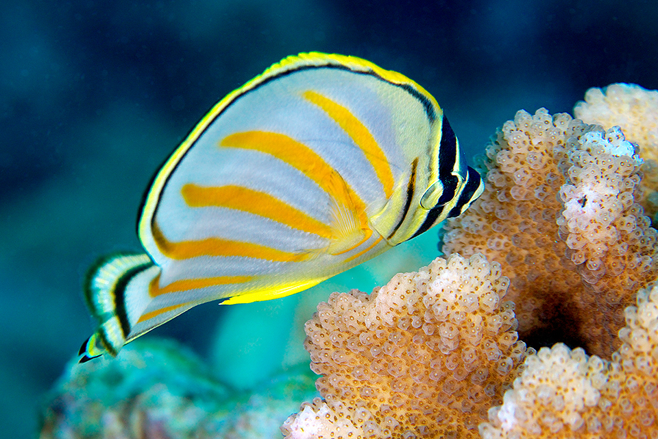 Twirling quickly, dexterously, Chaetodon ornatissimus nourishes exclusively of madreporic polyps and of their mucus