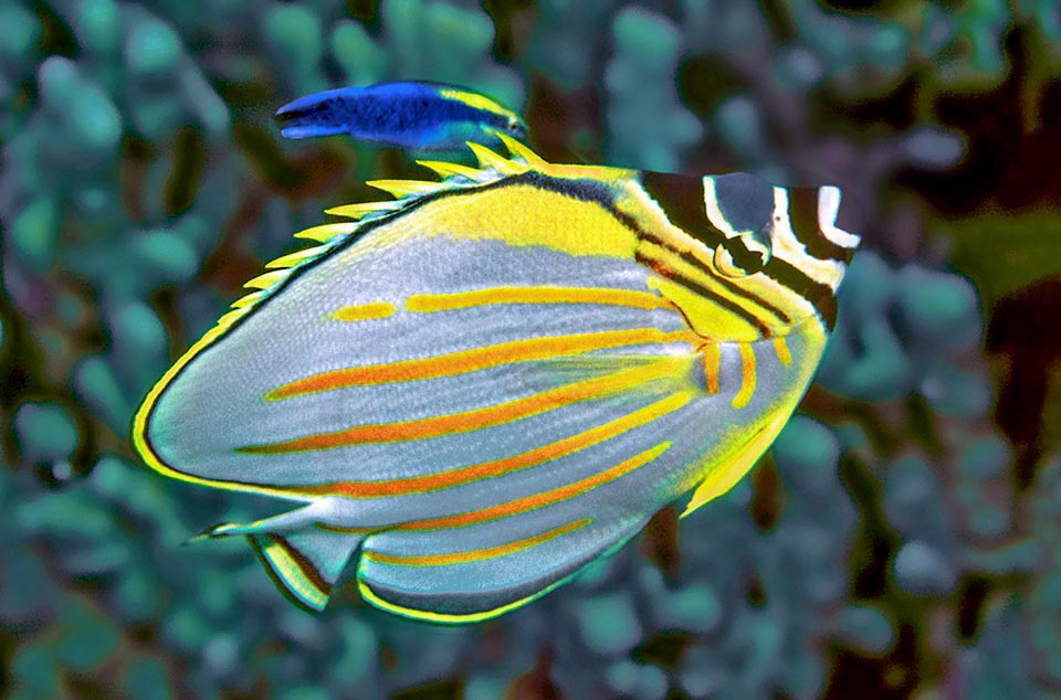 Here, cleaned from the skin parasites by a Labroides phthirophagus, displays stretched the elegant dorsal fin with 12-13 spiny rays