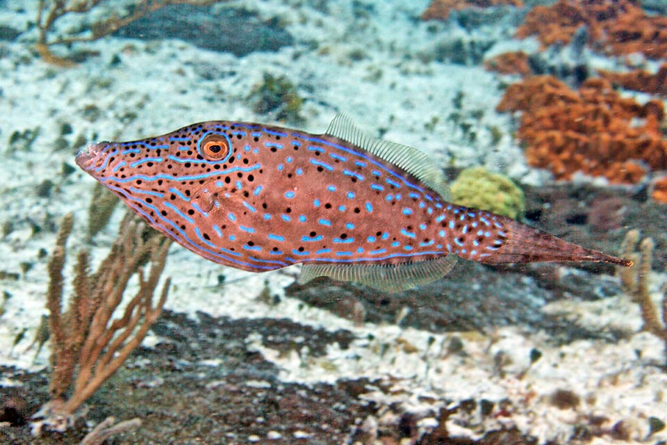 The background colour of Aluterus scriptus may change instantly. Only the typical blue traits and the spots remain unchanged. The caudal fin can be closed like a fan.