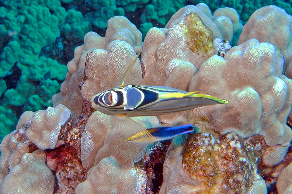 Here lying on side with the cleaner wrasse. Note thin body and strong pectoral fins for sudden accelerations, sharp brakes, pirouettes and quick reverses 