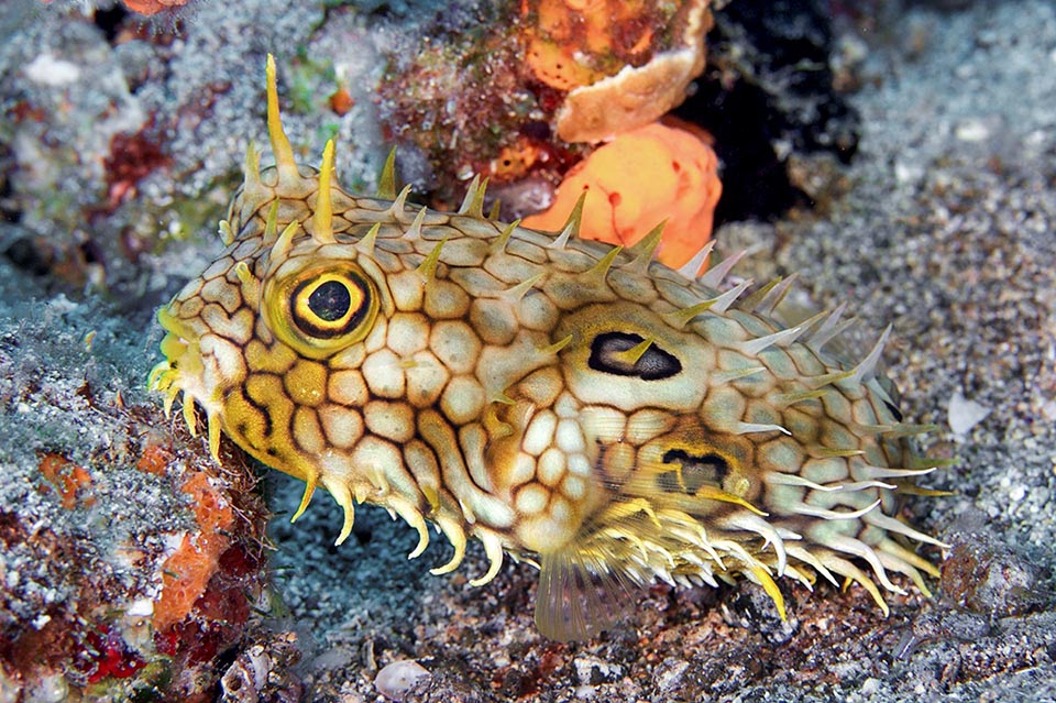 On remarque sur les yeux deux paires d'épines de protection très longues qui grandissent au fil du temps et sont comme des antennes