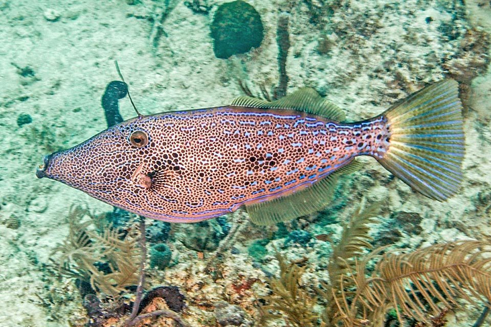 This specimen, defensive, has raised the stylus, stretched the tail, that is the only motor for escaping, and has taken on a particularly mimetic livery. The teeth are visible, like incisors, fairly solid and pointed on the protruding lower jaw. They have 6 of them on upper one, and as many or little less on the lower one.