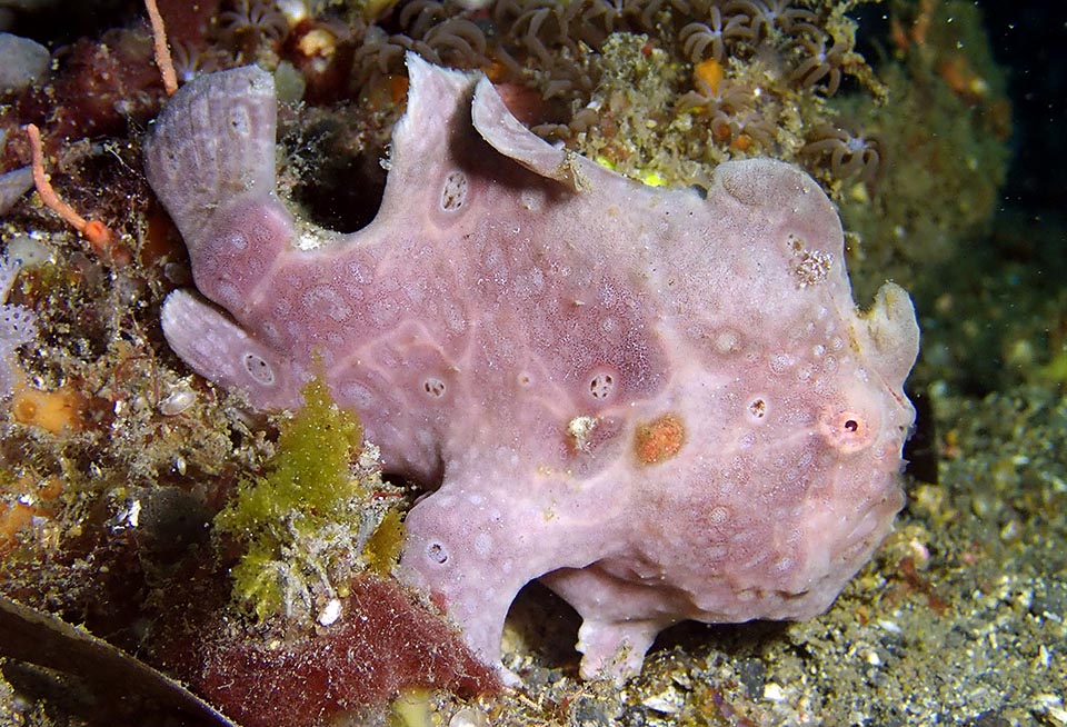 Qui finalmente è più facile capirne il contorno. Il colore di fondo di Antennarius commerson può essere viola, rosso, rosa o nero, ma anche bianco, grigio, marrone, giallo o verde. Il corpo, talora maculato, è massiccio, tondeggiante, con disegni simili a delle incrostazioni o agli osculi, i fori usati dalle spugne per espellere l’acqua.