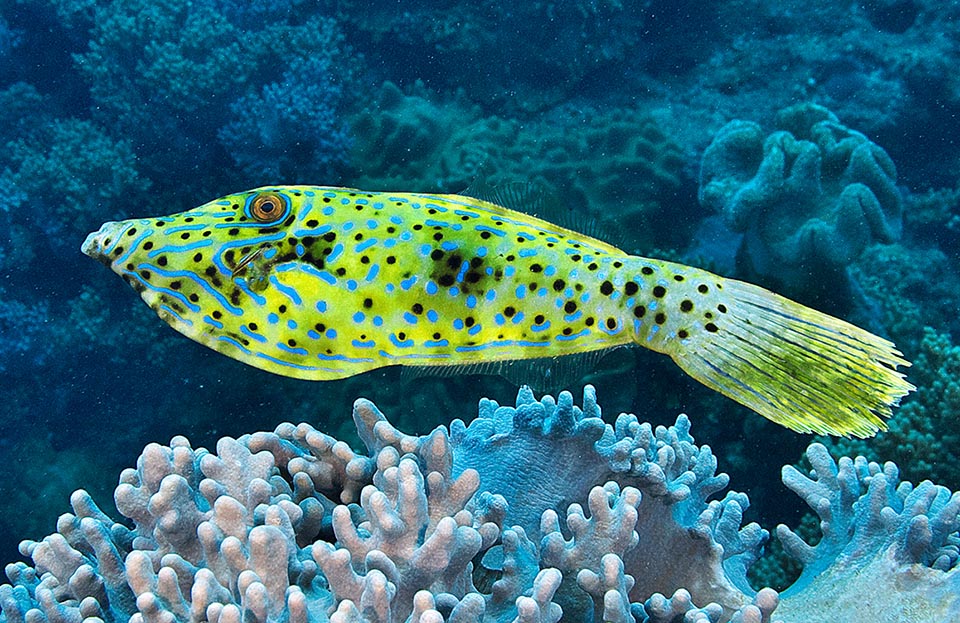 Ancora un’altra livrea di Aluterus scriptus. Non è tanto il mimetismo che sorprende ma la rapidità con cui può cambiare il colore di fondo.