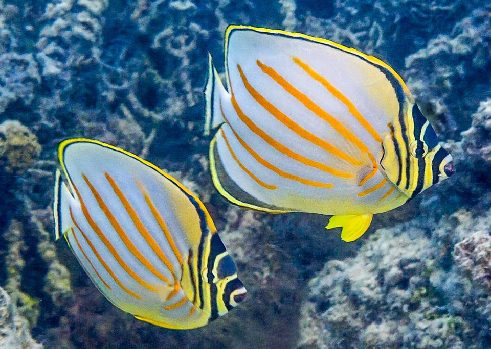 La fécondation s'effectue en surface, souvent lors de la marée haute de la pleine lune qui renforce les courants ou d'autres cycles aux mêmes effets tels que les moussons 