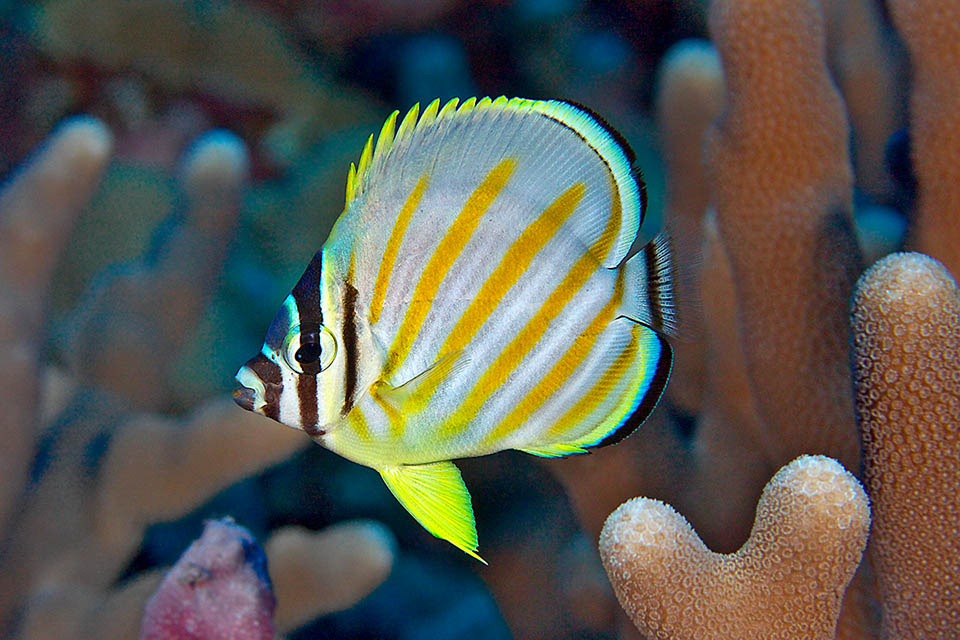 The young profile is more roundish than adults. They grow solitary, among the genus Acropora madrepores, with often stinging ramifications that deter predators