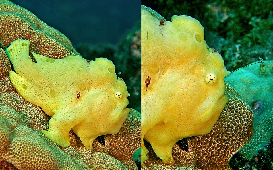 Antennarius commerson es un pez que pesca. De hecho, atrae a sus presas moviendo un sedal colocado en su cabeza. Aquí a la derecha lo vemos proyectado totalmente hacia adelante, con el señuelo