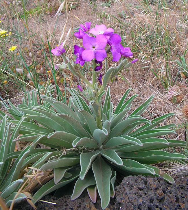 Matthiola maderensis