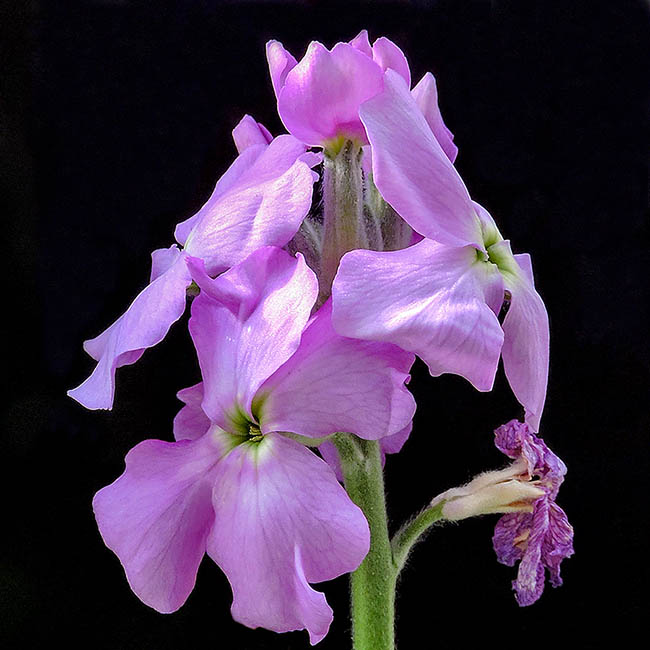 Matthiola maderensis