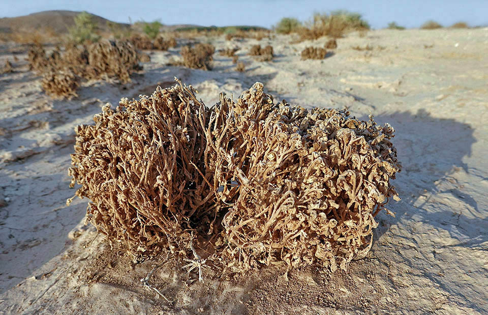Anastatica Hierochuntica Monaco Nature Encyclopedia anastatica-hierochuntica-monaco-nature-encyclopedia