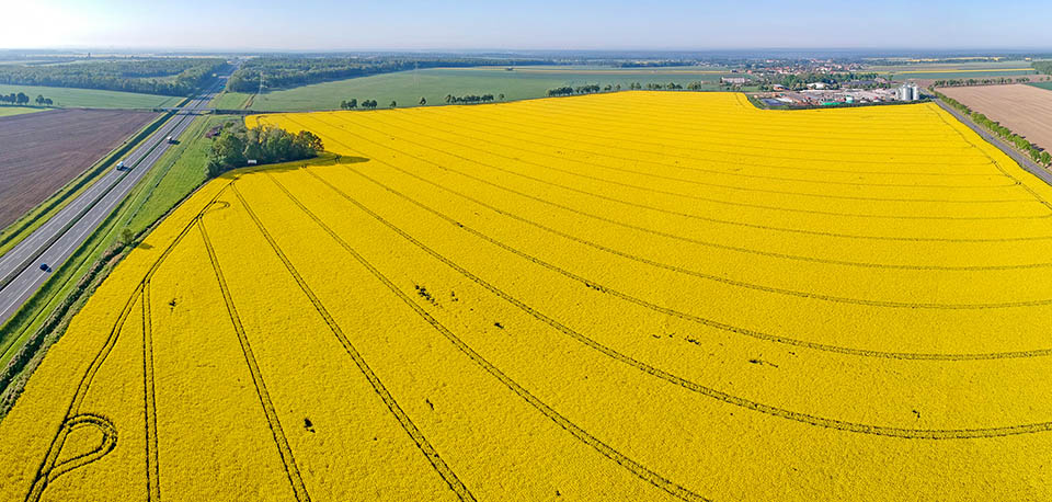 Brassica napus : an immense field cultivated with Rapeseed